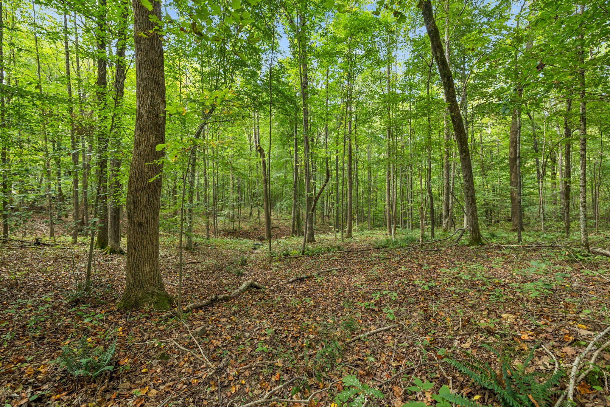 0 Tidwell Switch Road Bon Aqua, TN 37025 - Photo 3 of 13 a view of outdoor space and green space