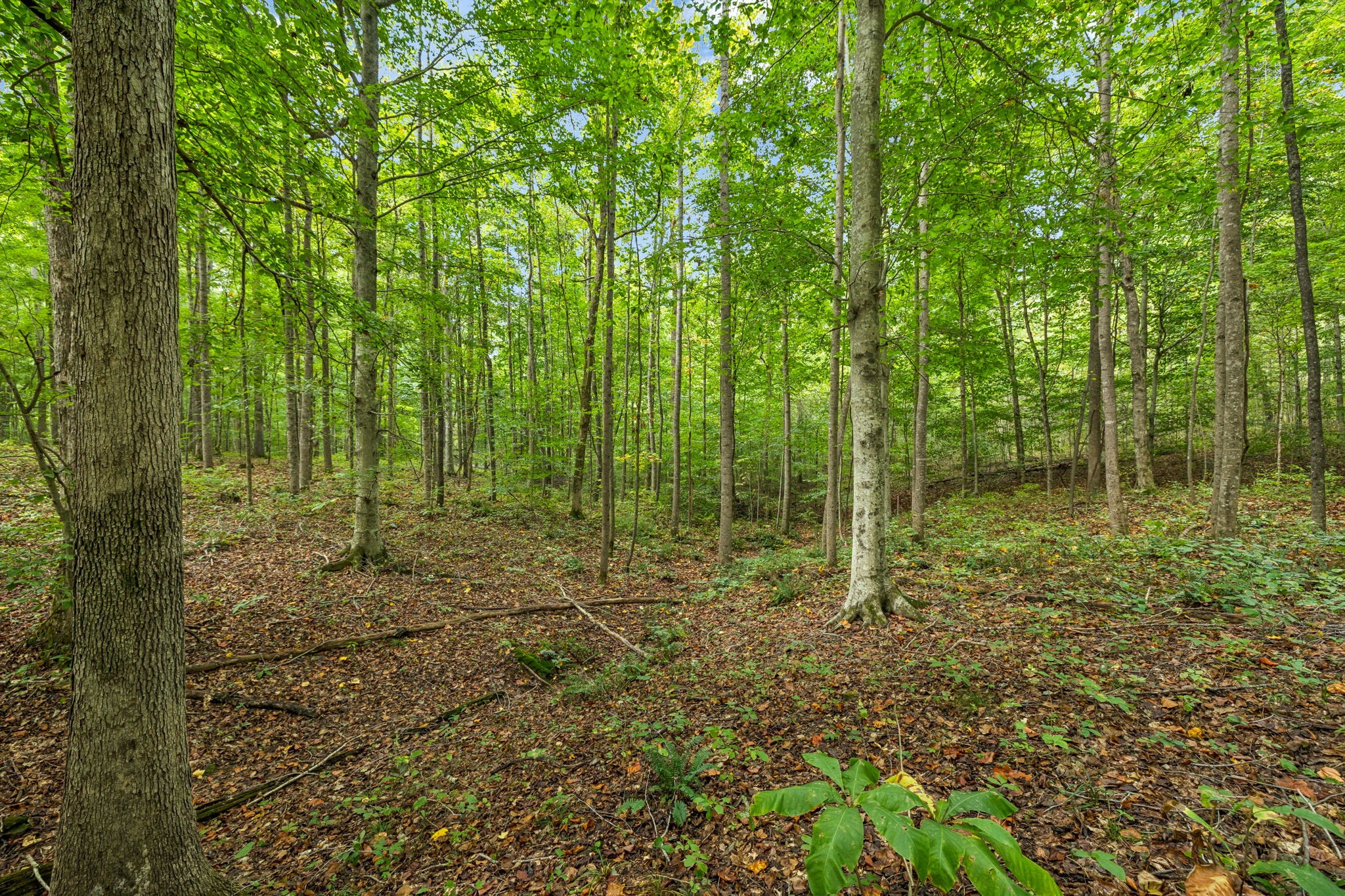0 Tidwell Switch Road Bon Aqua, TN 37025 - Photo 4 of 13 a view of outdoor space and green space