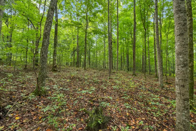 a view of outdoor space and green space
