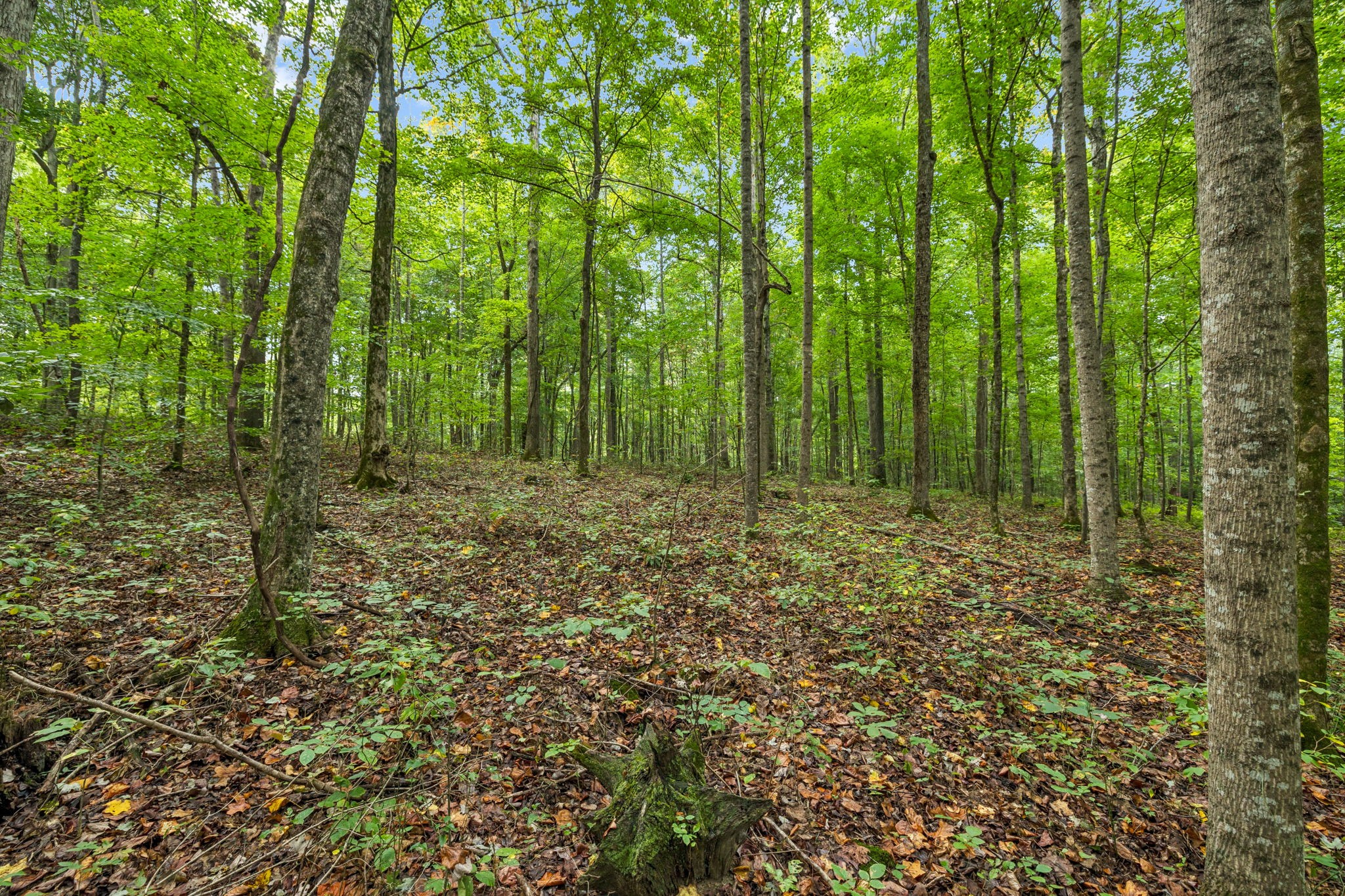 0 Tidwell Switch Road Bon Aqua, TN 37025 - Photo 5 of 13 a view of outdoor space and green space