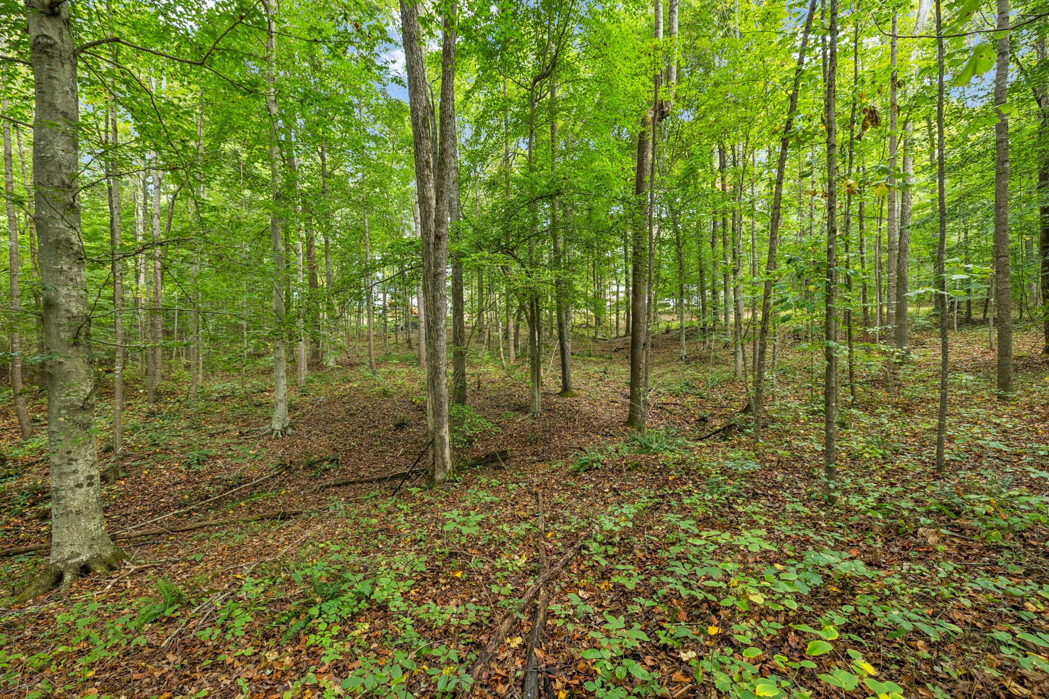 0 Tidwell Switch Road Bon Aqua, TN 37025 - Photo 6 of 13 a view of outdoor space and green space
