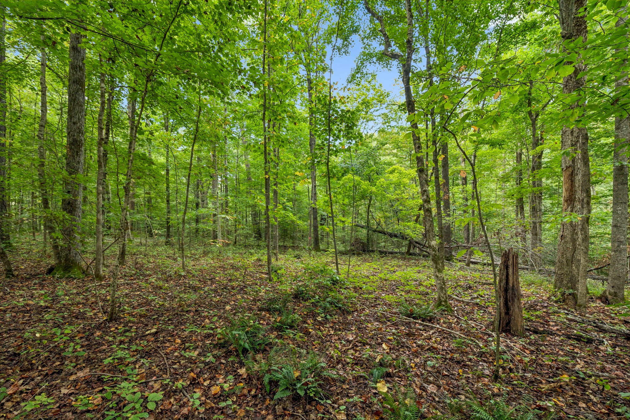 0 Tidwell Switch Road Bon Aqua, TN 37025 - Photo 7 of 13 a view of outdoor space and trees