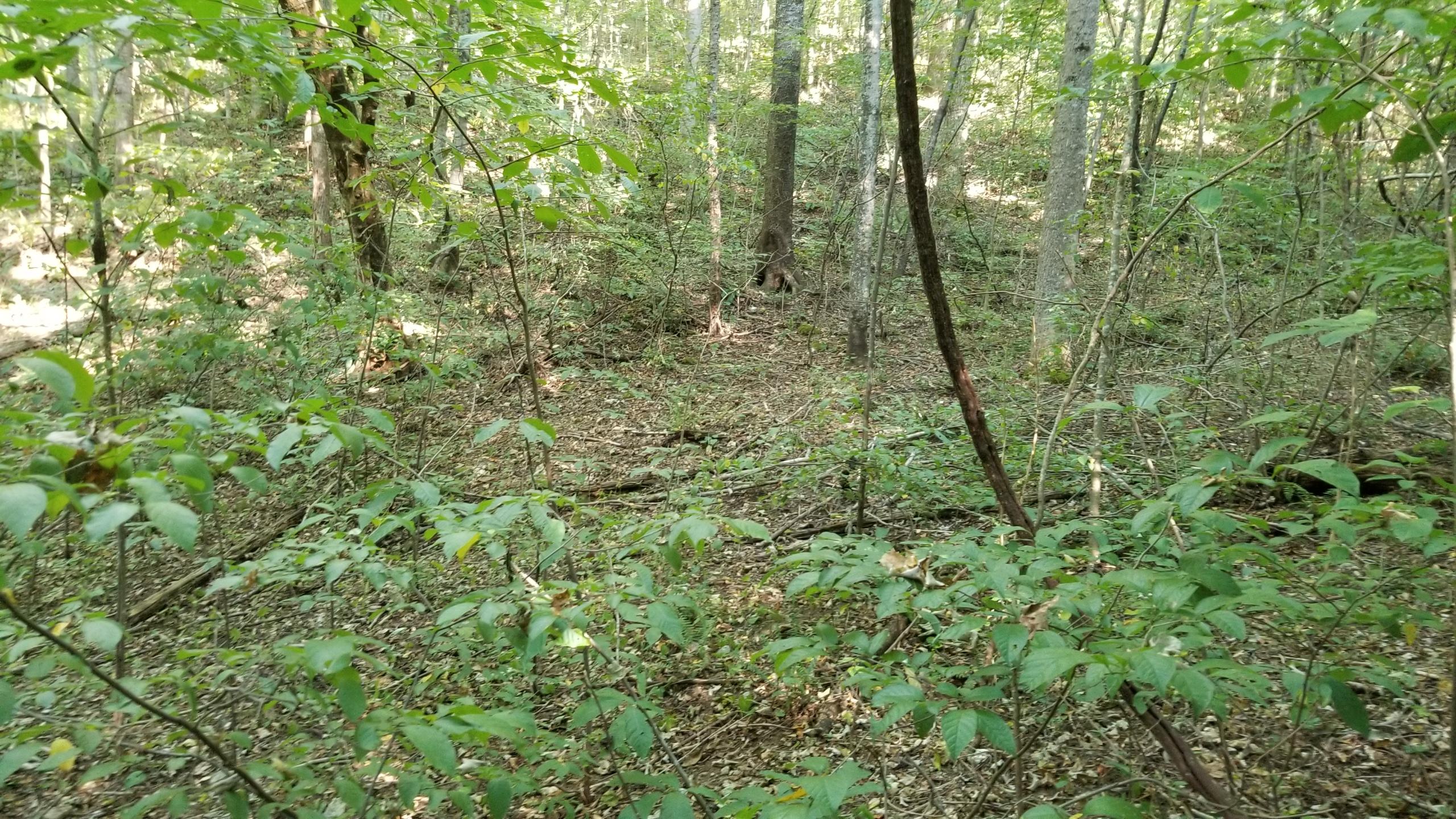 L Swafford Road Pikeville, TN 37367 - Photo 22 of 26 22