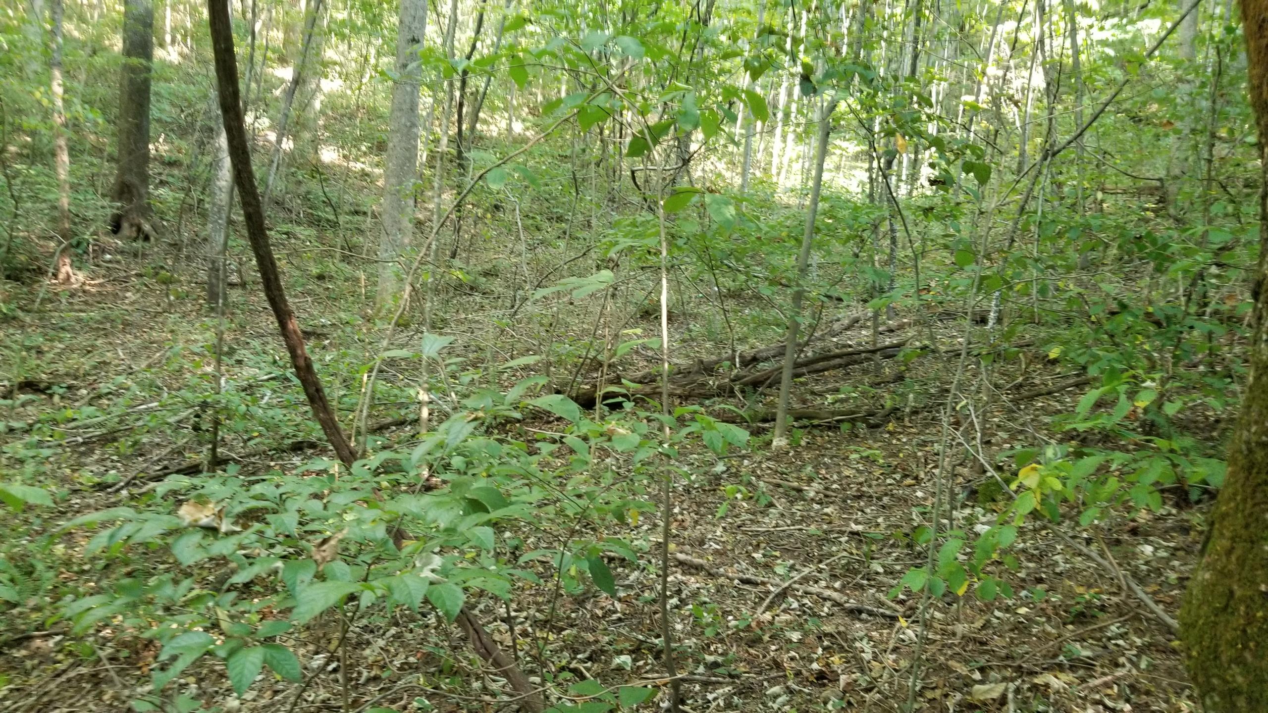 L Swafford Road Pikeville, TN 37367 - Photo 23 of 26 23