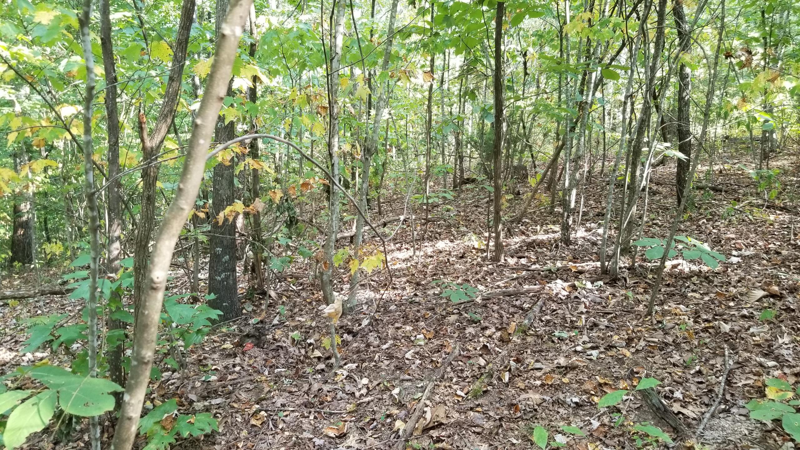 L Swafford Road Pikeville, TN 37367 - Photo 9 of 26 9