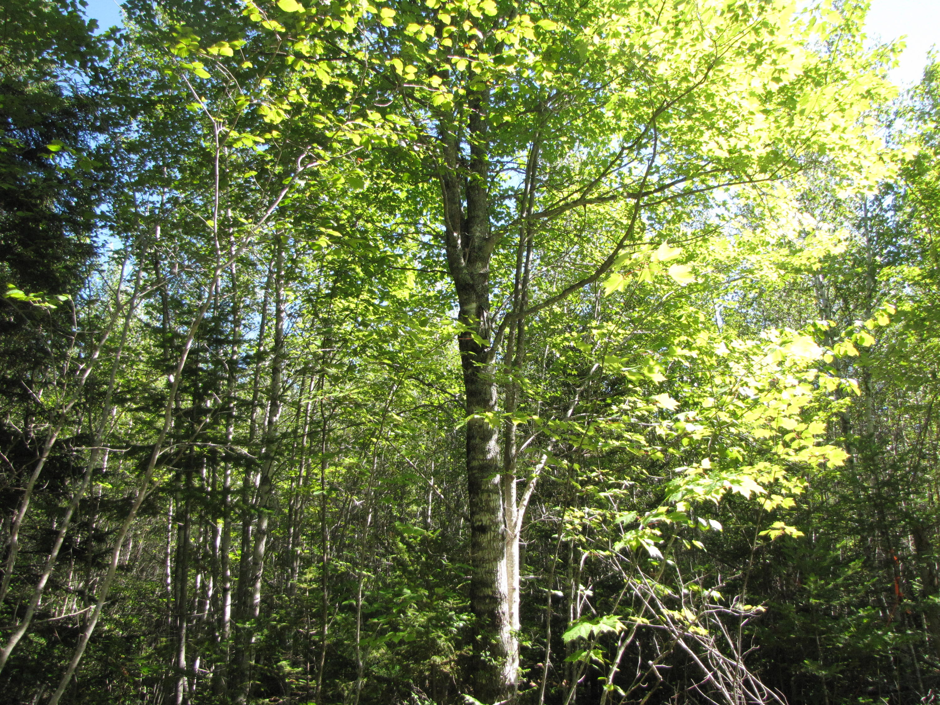 03 Plan Cherryfield, ME 04622 - Photo 8 of 36 IMG_0434