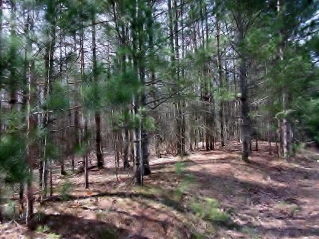 Lot 9 South Bay Road Manitowish Waters, WI 54545 - Photo 2 of 4 Gallery Image 2