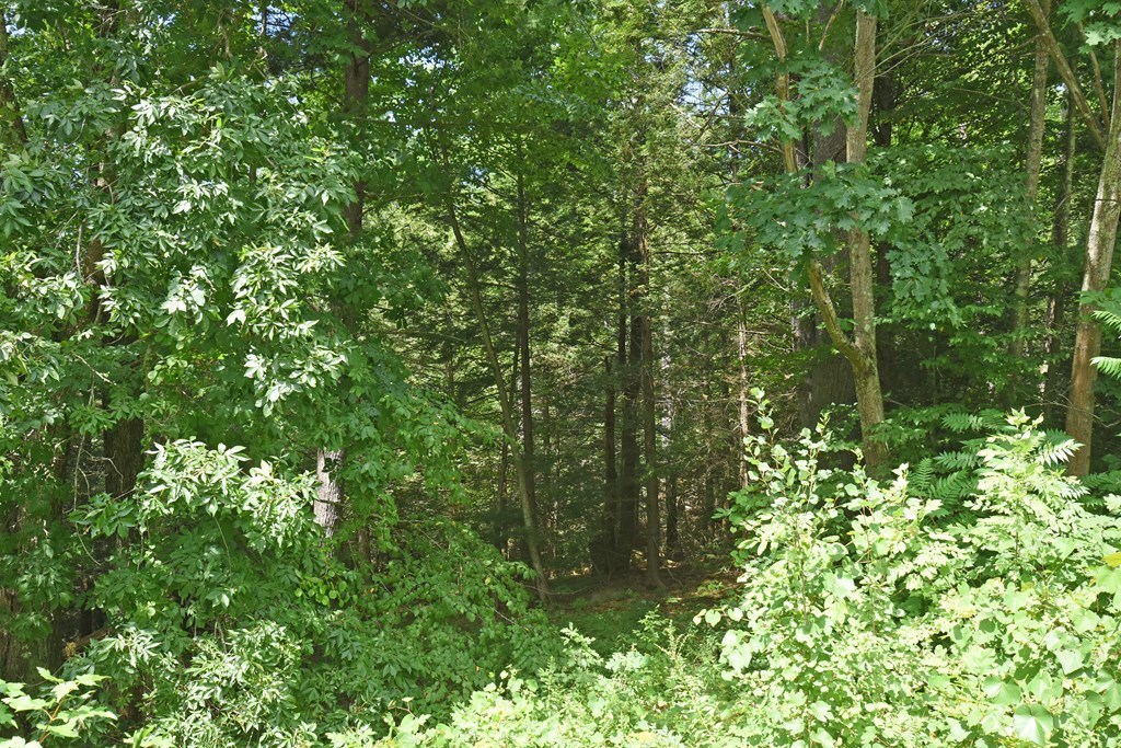 0 Sturbridge Road Holland, MA 01521 - Photo 4 of 4 a view of a lush green forest