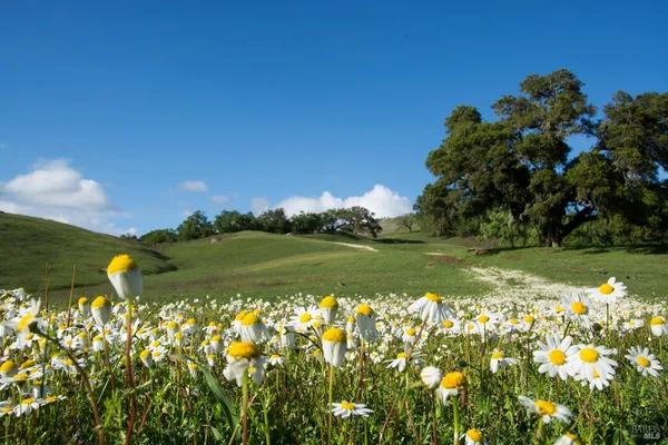 $6,900,000 | 2700 Geysers Road, Geyserville, CA 95441