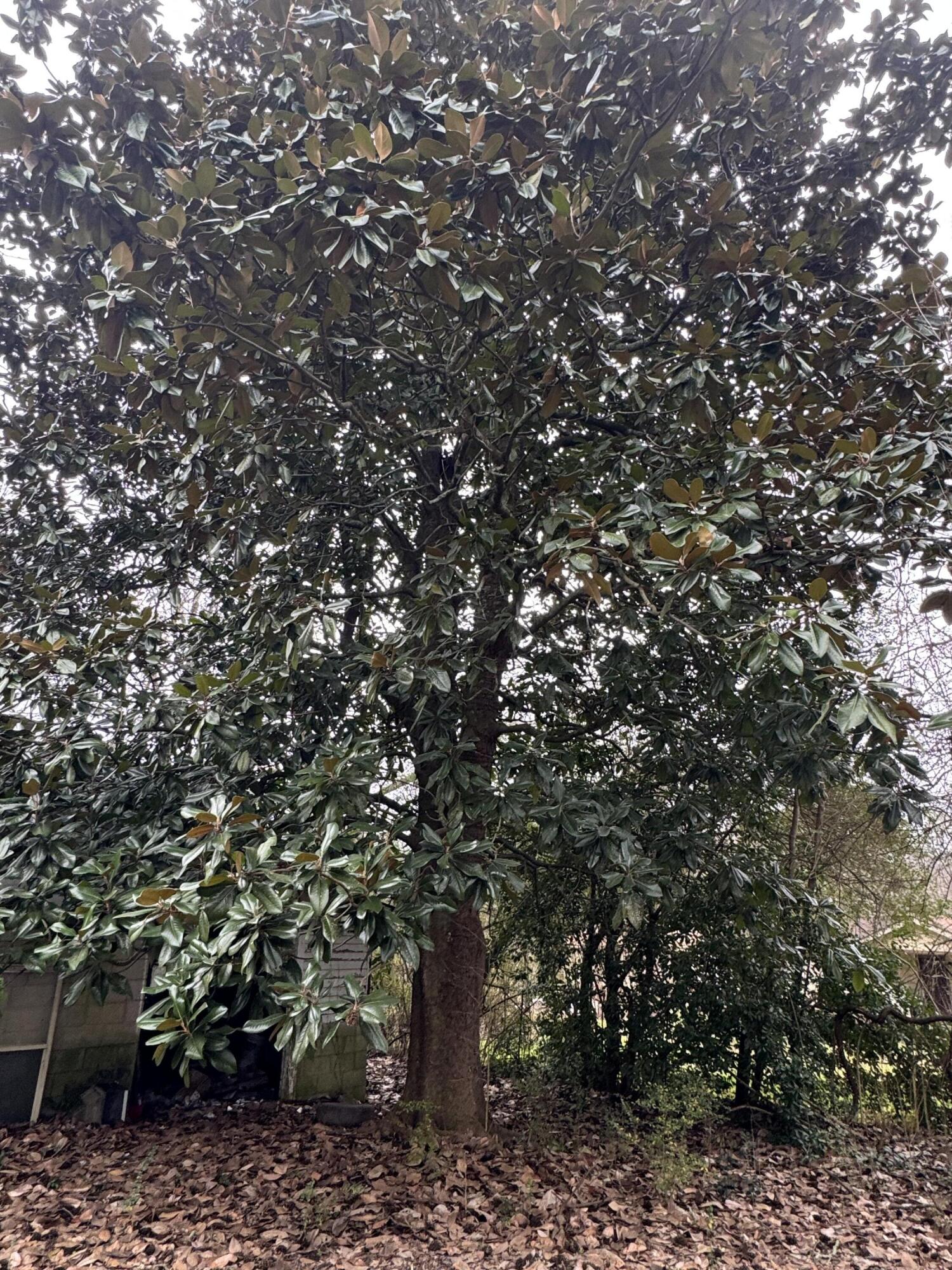 56 Meacham Road Rossville, GA 30741 - Photo 6 of 17 IMG_5535