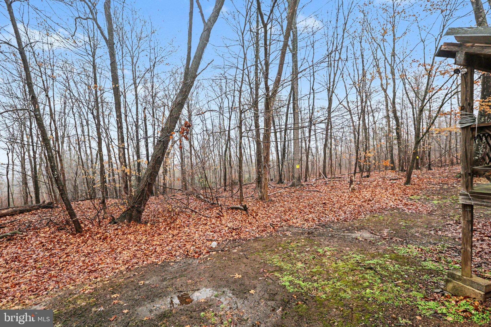 5600 Middle Ridge Road Newport, PA 17074 - Photo 44 of 56 Serene woodland retreat in autumn.
