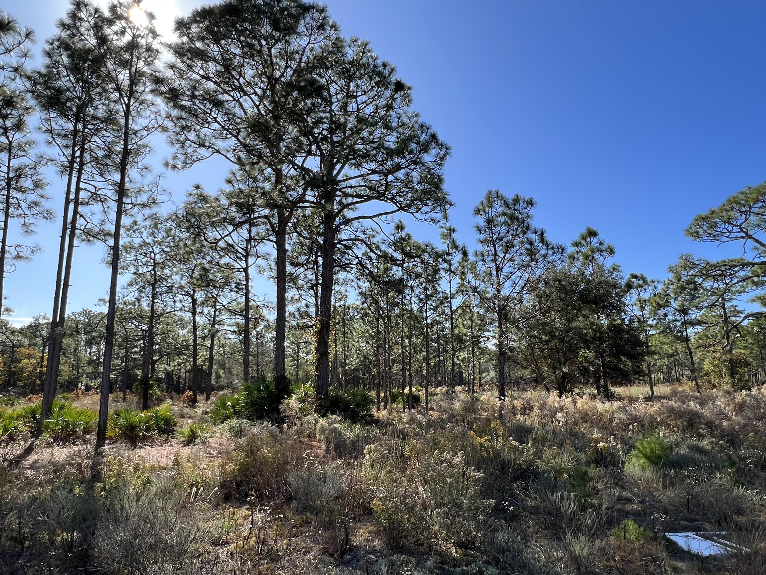 Lot 3 Jeep Rd Inlet Beach Inlet Beach, FL 32461 - Photo 8 of 10 Jeep Road Parcel