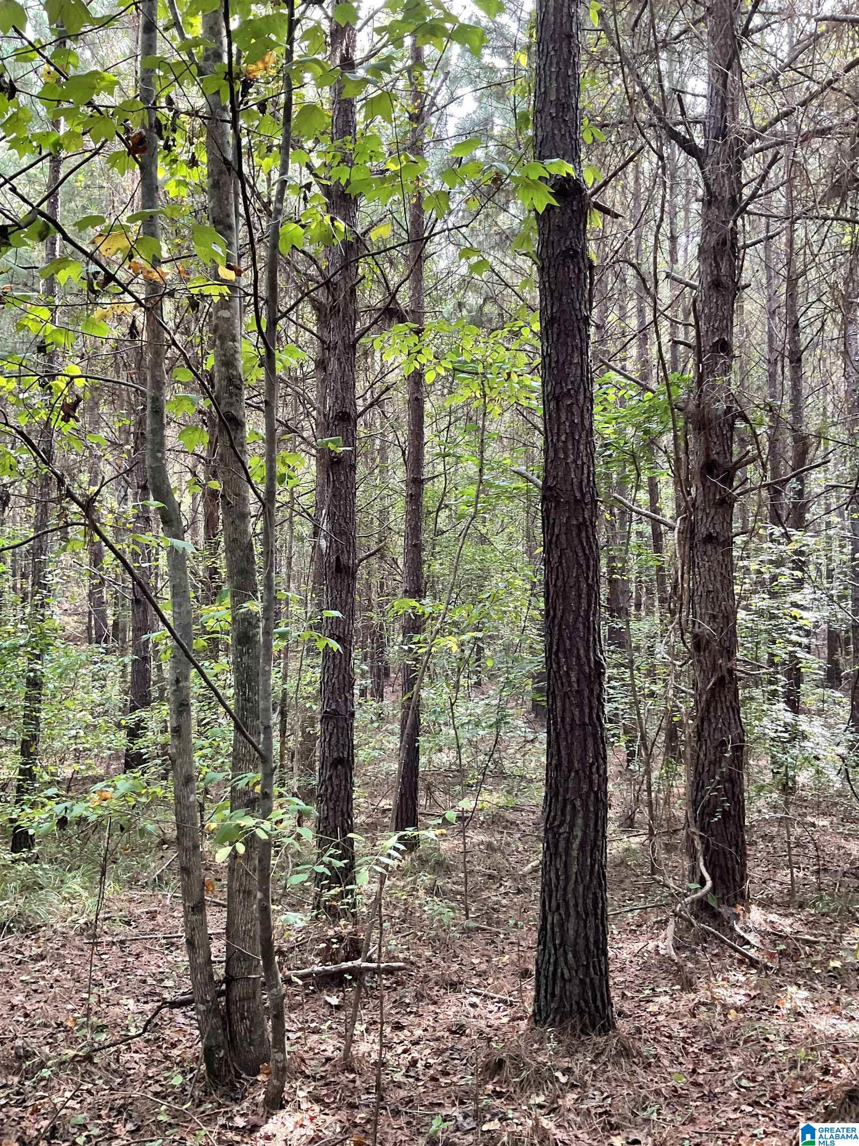 253 County Road, Unit 10010200000008000 Clanton, AL 35046 - Photo 6 of 7