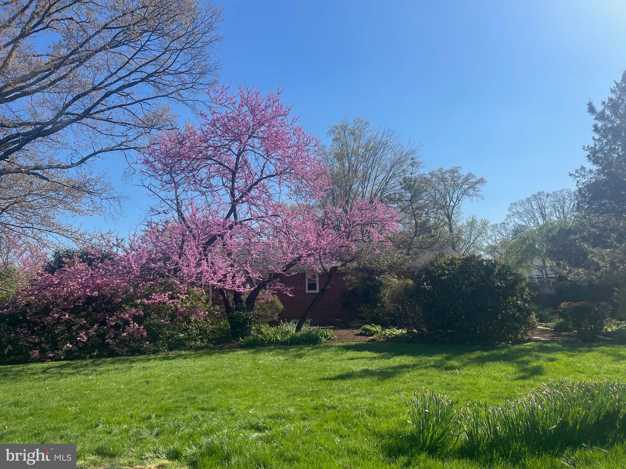 9818 Laurel Street Fairfax, VA 22032 - Photo 53 of 65 Trees and yard
