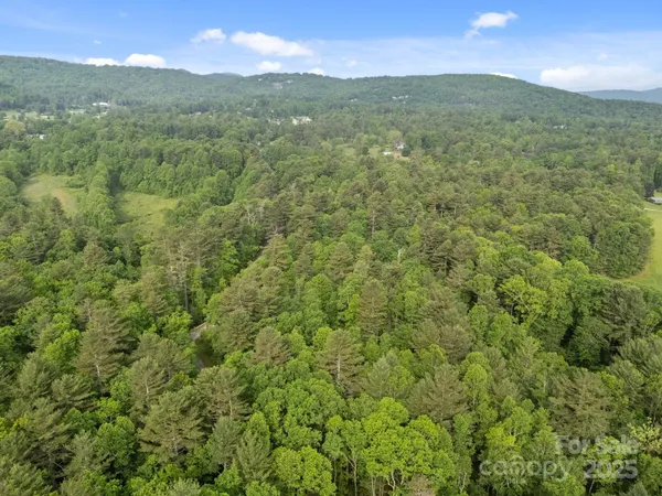 a view of a lush green forest with a mountain