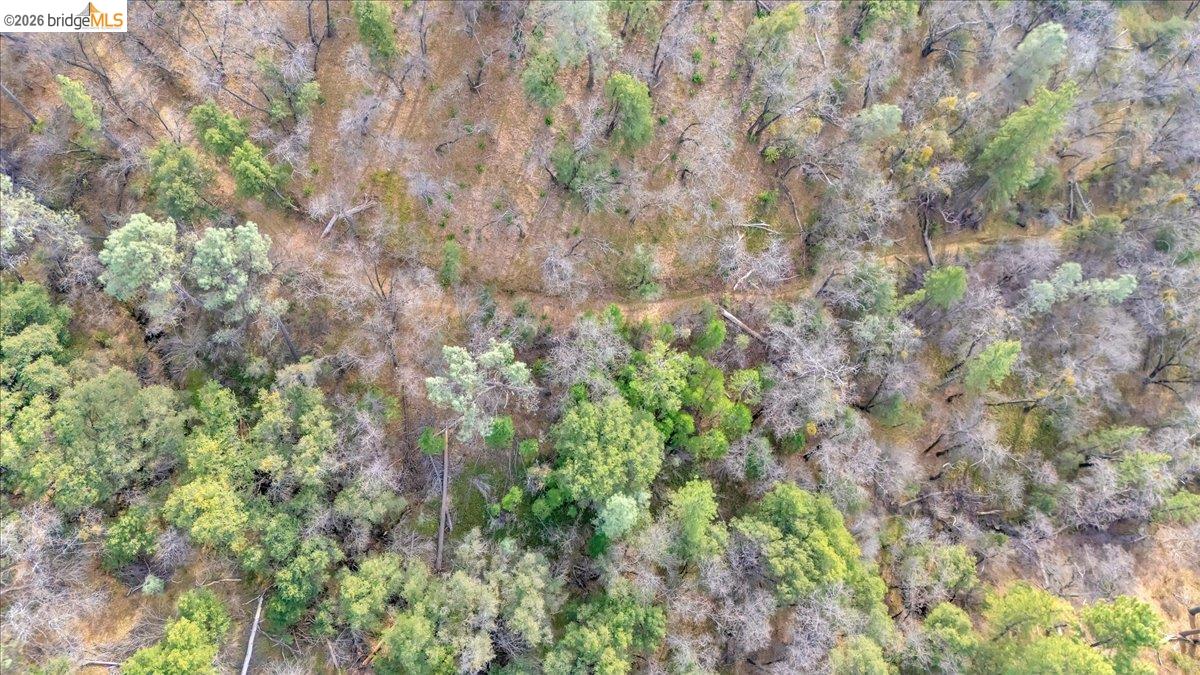 0 Montgomery Road Sonora, CA 95370 - Photo 20 of 31 a view of a forest with a tree