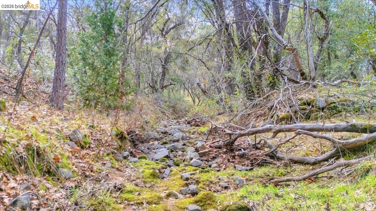 0 Montgomery Road Sonora, CA 95370 - Photo 22 of 31 a view of a tree in a yard