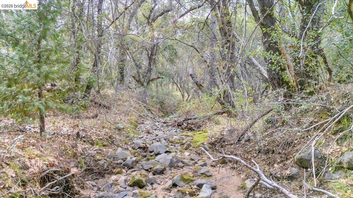 0 Montgomery Road Sonora, CA 95370 - Photo 23 of 31 a view of a forest with lots of trees
