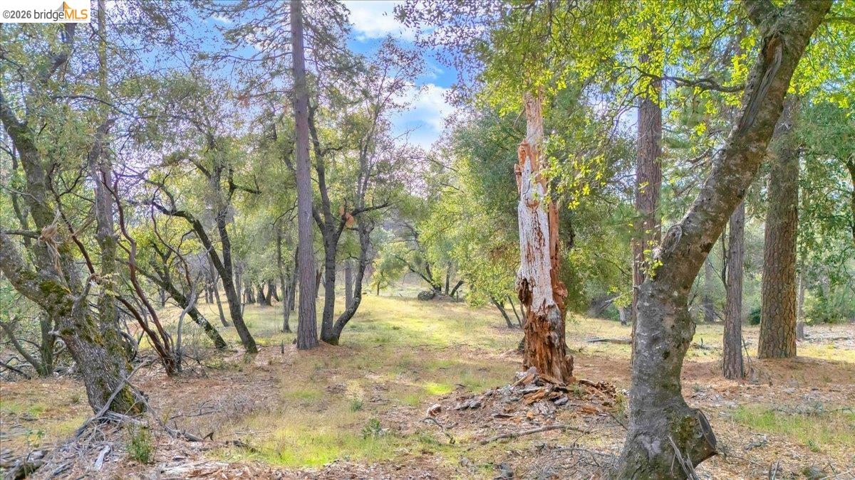 0 Montgomery Road Sonora, CA 95370 - Photo 7 of 31 a backyard of a house with large trees