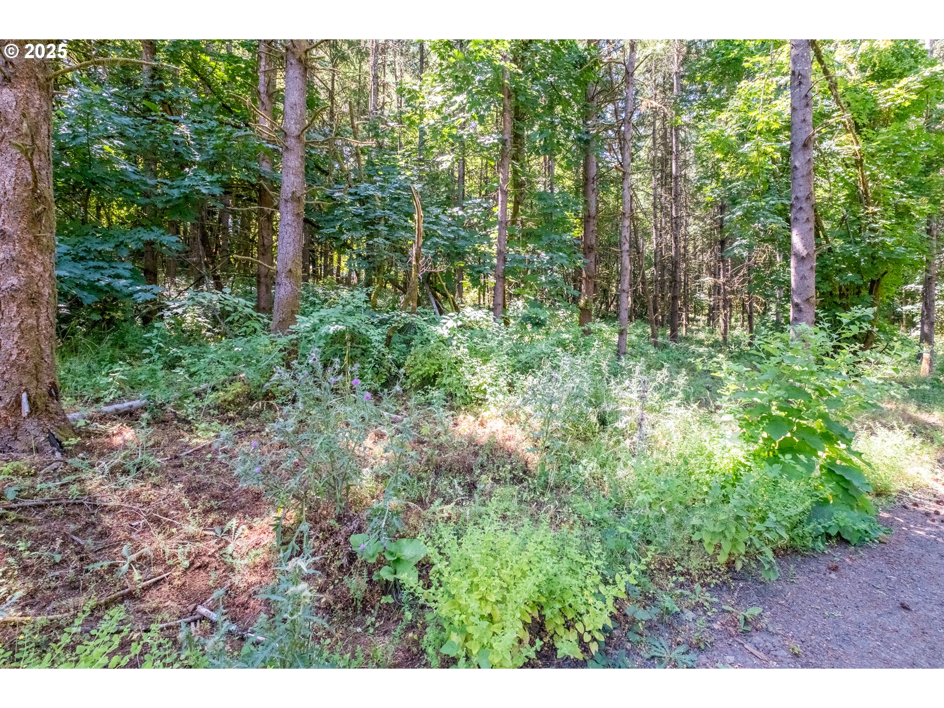 Scravel Hill Road Albany, OR 97322 - Photo 13 of 28 a view of forest