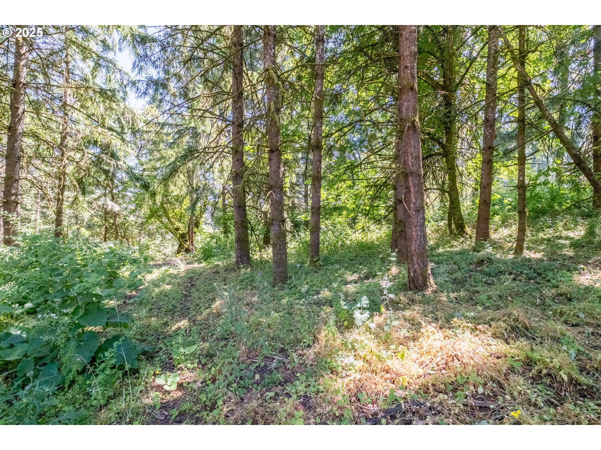Scravel Hill Road Albany, OR 97322 - Photo 15 of 28 a backyard of a house with lots of green space