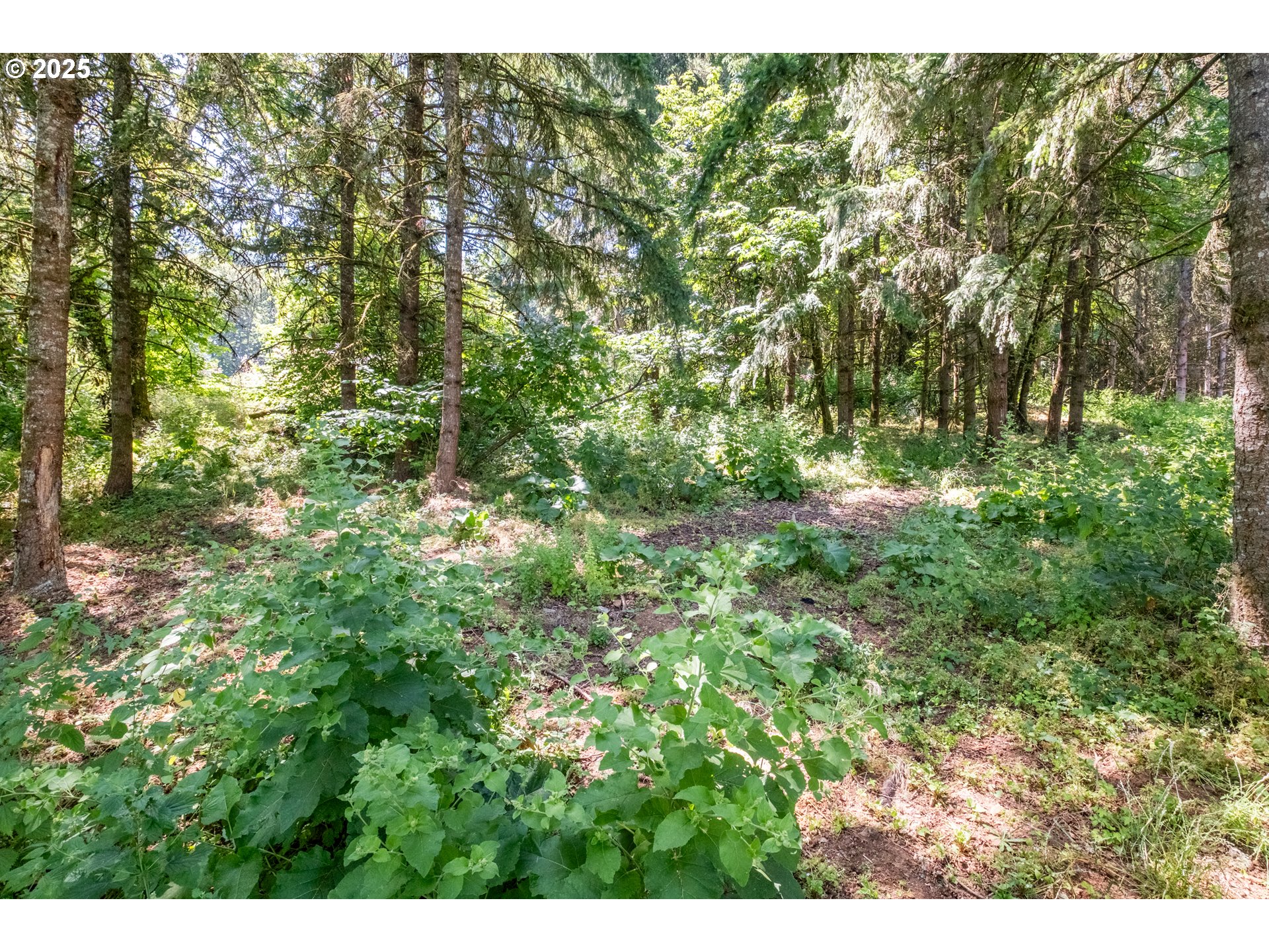 Scravel Hill Road Albany, OR 97322 - Photo 17 of 28 a view of a yard with plants and large trees