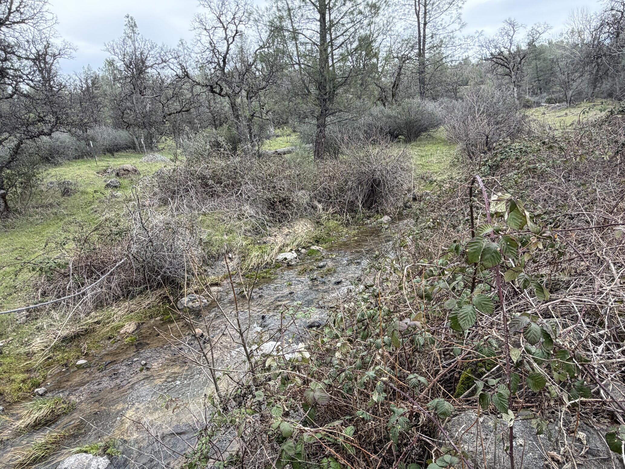 6841 Vista Lavega Road Shingletown, CA 96088 - Photo 67 of 80 a view of a forest with trees in the background