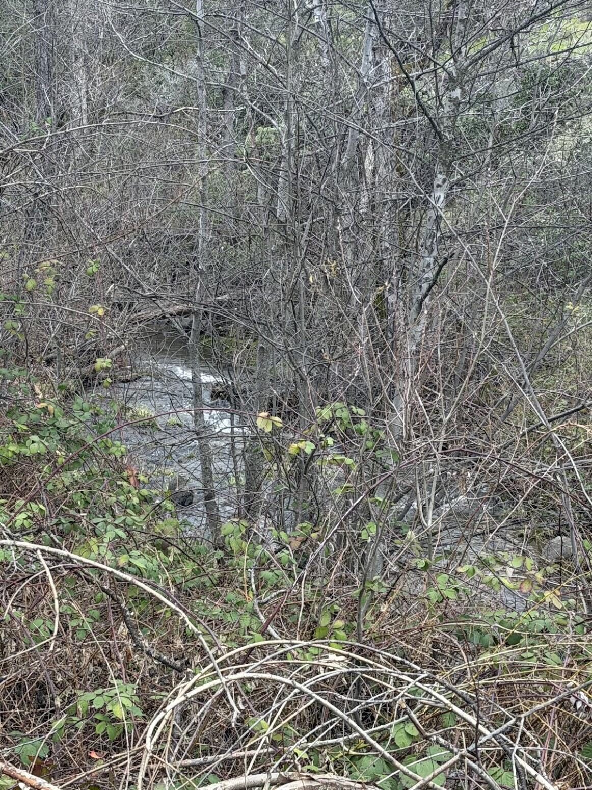 6841 Vista Lavega Road Shingletown, CA 96088 - Photo 68 of 80 a view of a forest with a tree