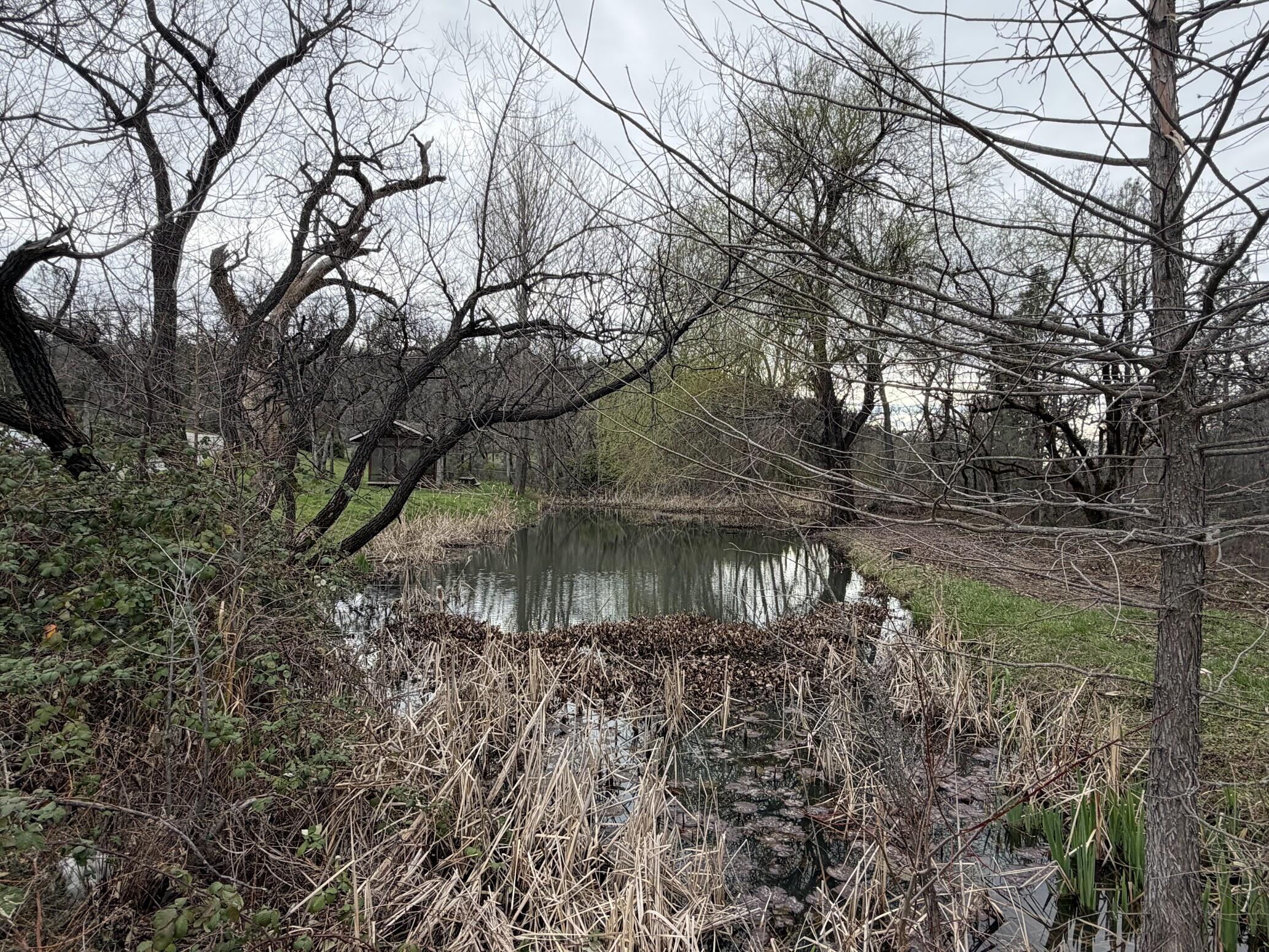 6841 Vista Lavega Road Shingletown, CA 96088 - Photo 72 of 80 a view of a lake with a tree