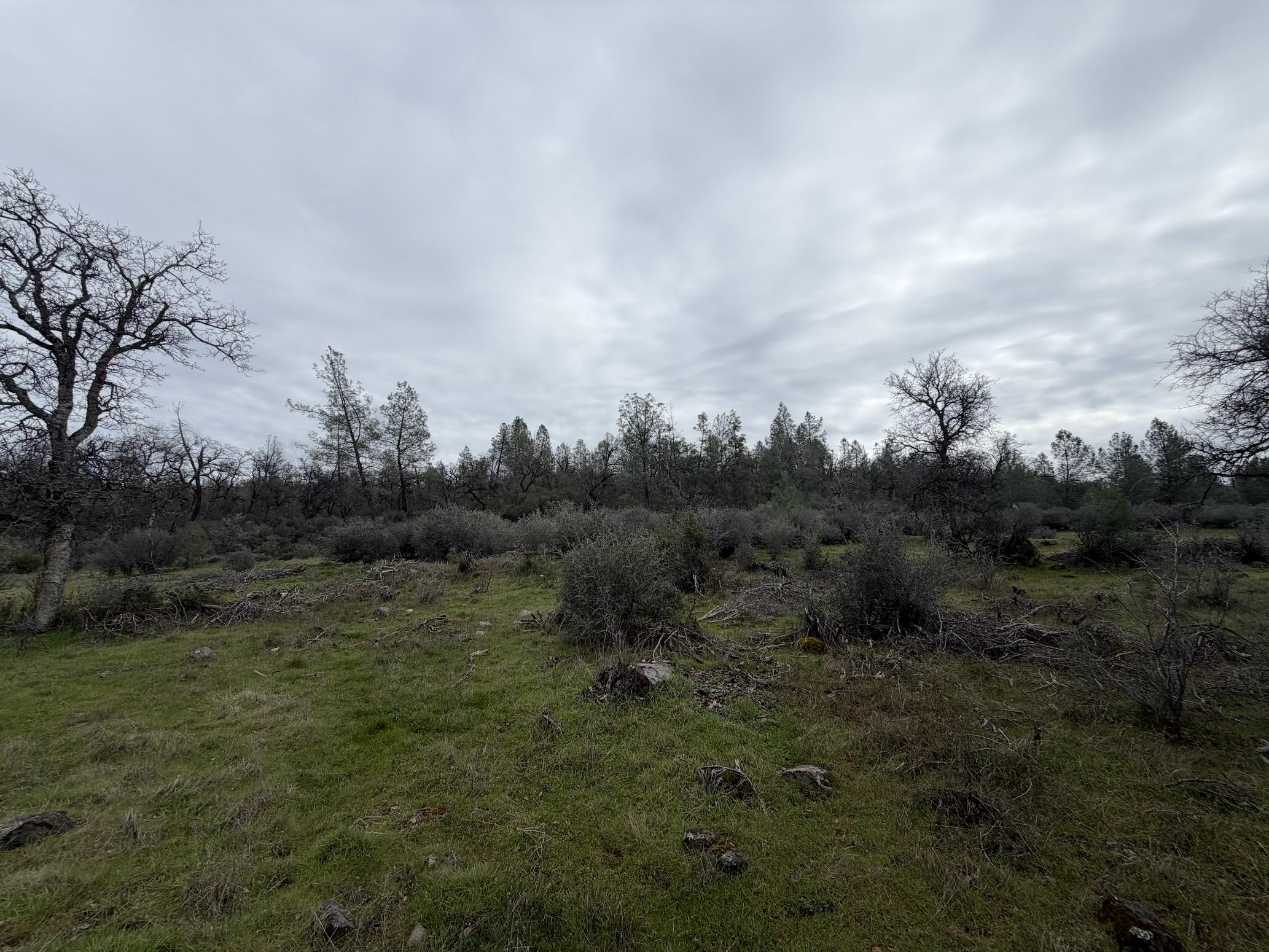 6841 Vista Lavega Road Shingletown, CA 96088 - Photo 76 of 80 a view of a field of grass and trees