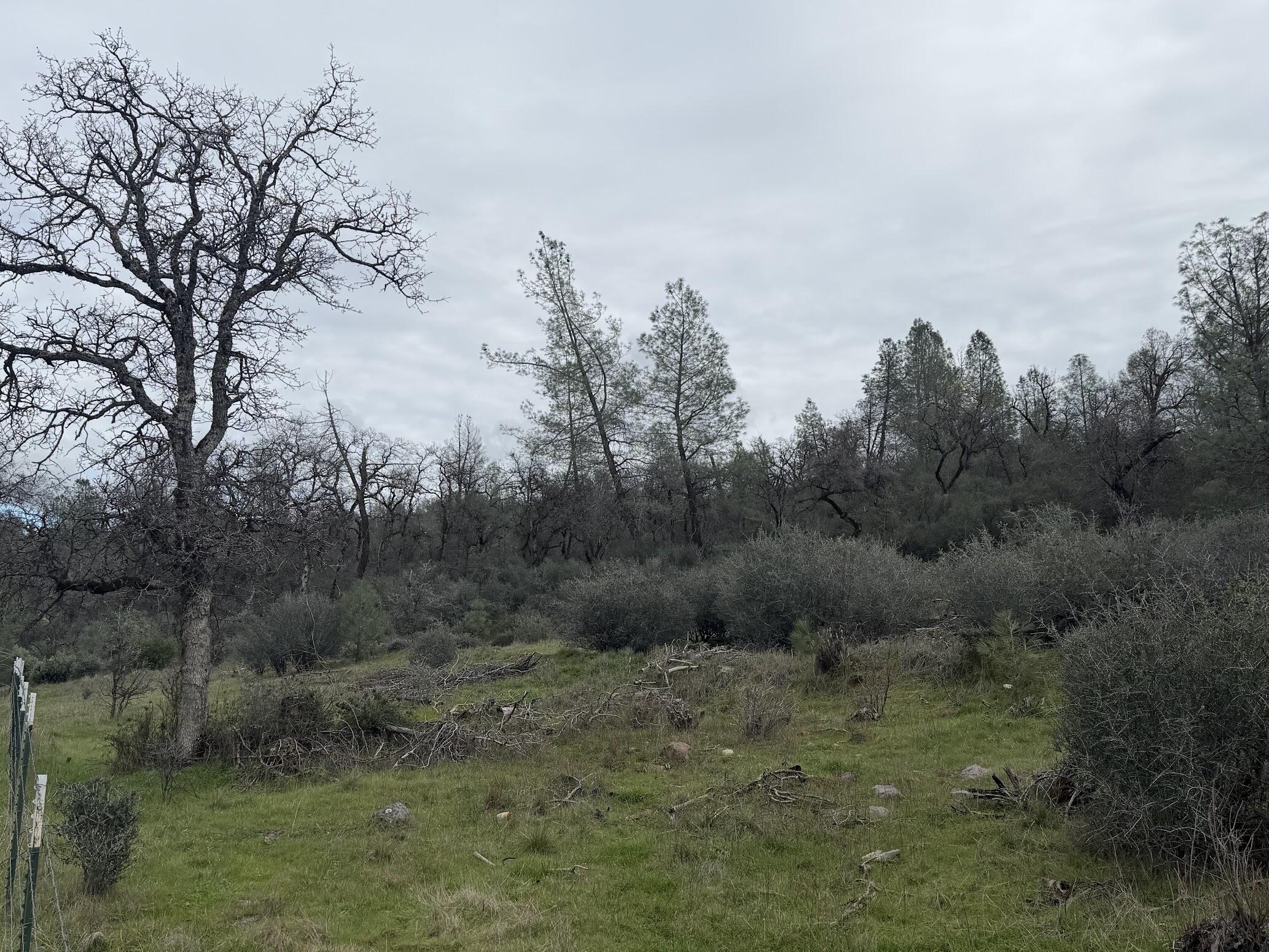 6841 Vista Lavega Road Shingletown, CA 96088 - Photo 77 of 80 a view of a dry yard with trees