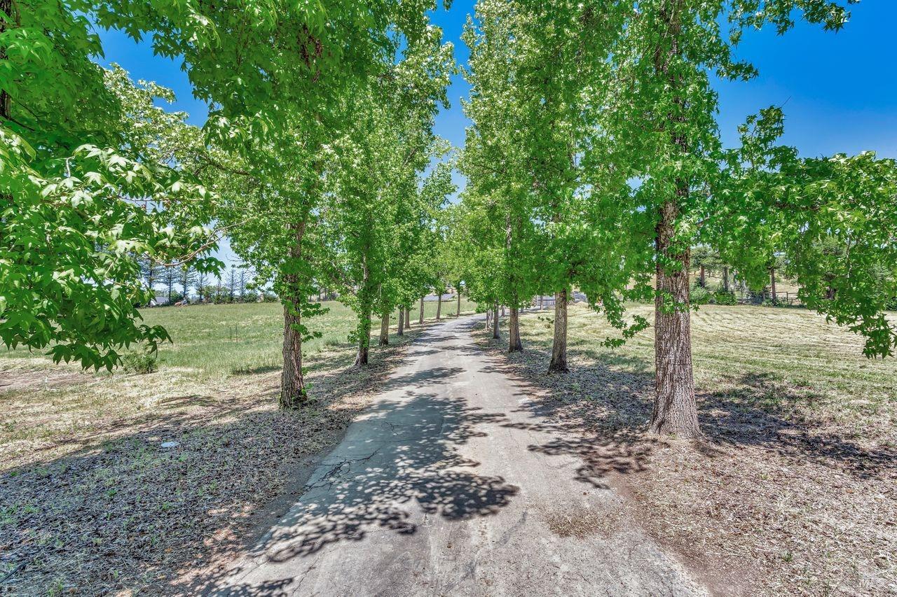 1400 Riebli Road Santa Rosa, CA 95404 - Photo 2 of 48 a view of a tree in the middle of a yard