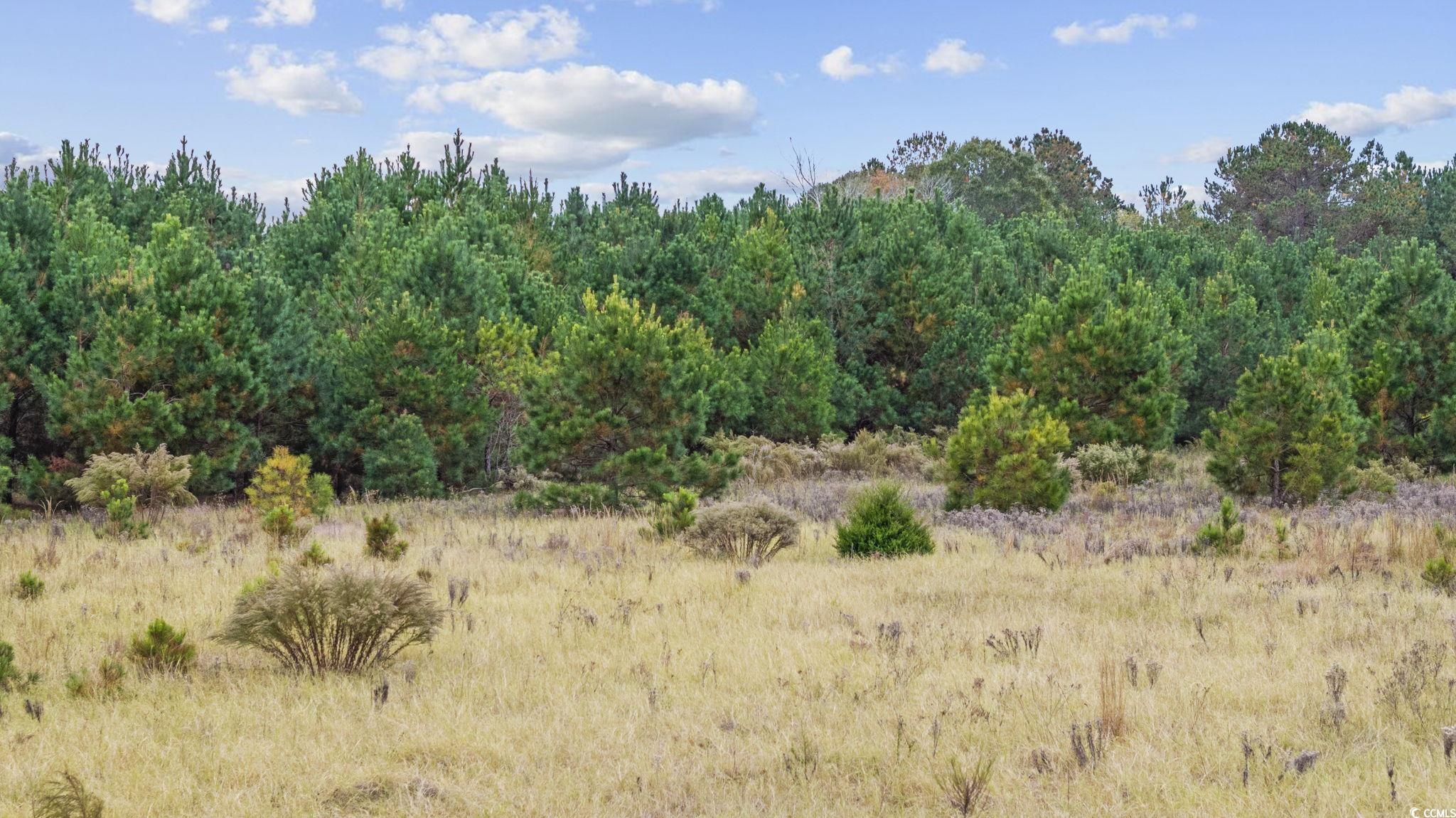 Lot 2 Creek Landing Road Nichols, SC 29581 - Photo 14 of 22 Gallery Image 14
