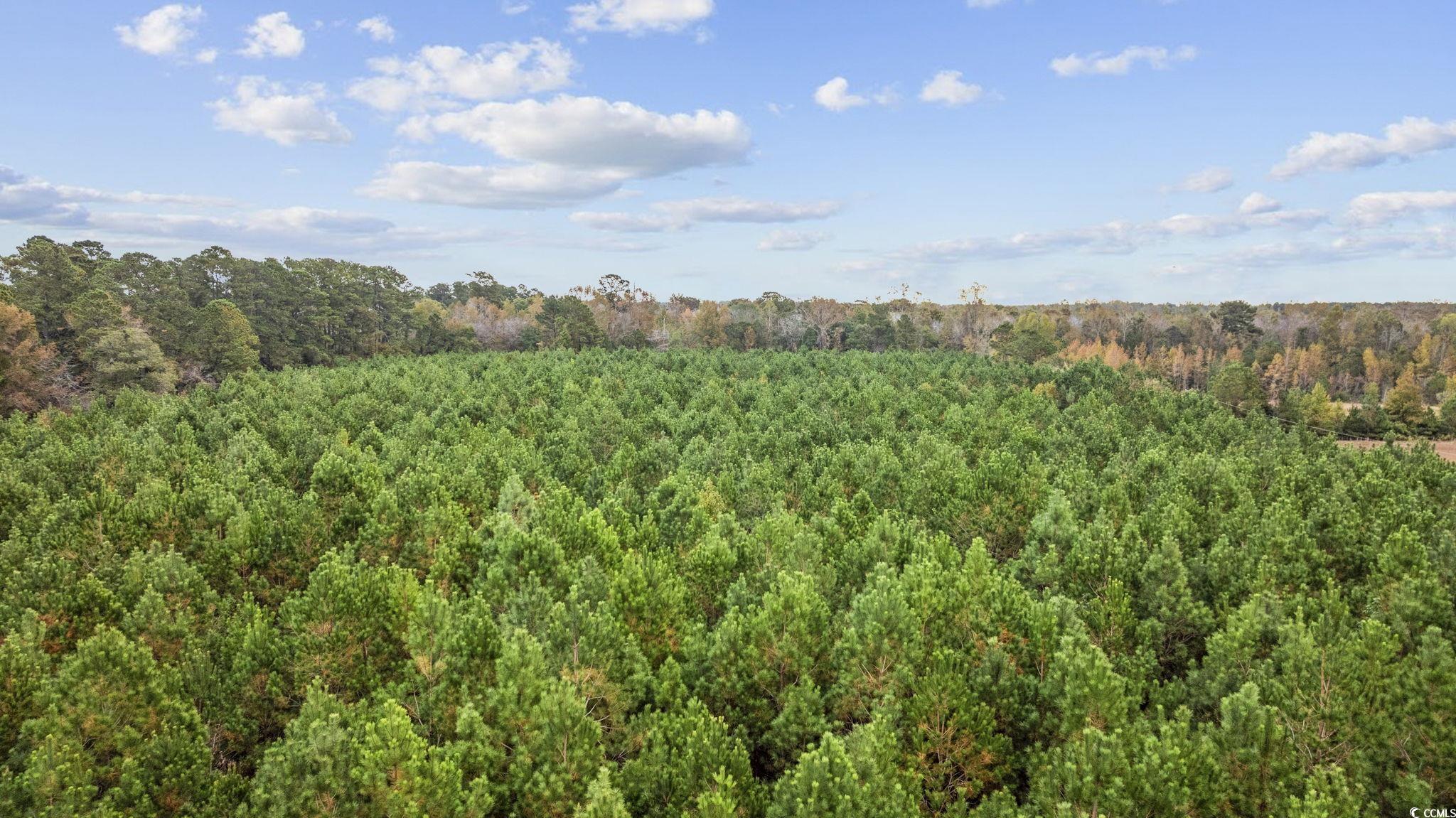 Lot 2 Creek Landing Road Nichols, SC 29581 - Photo 17 of 22 Gallery Image 17
