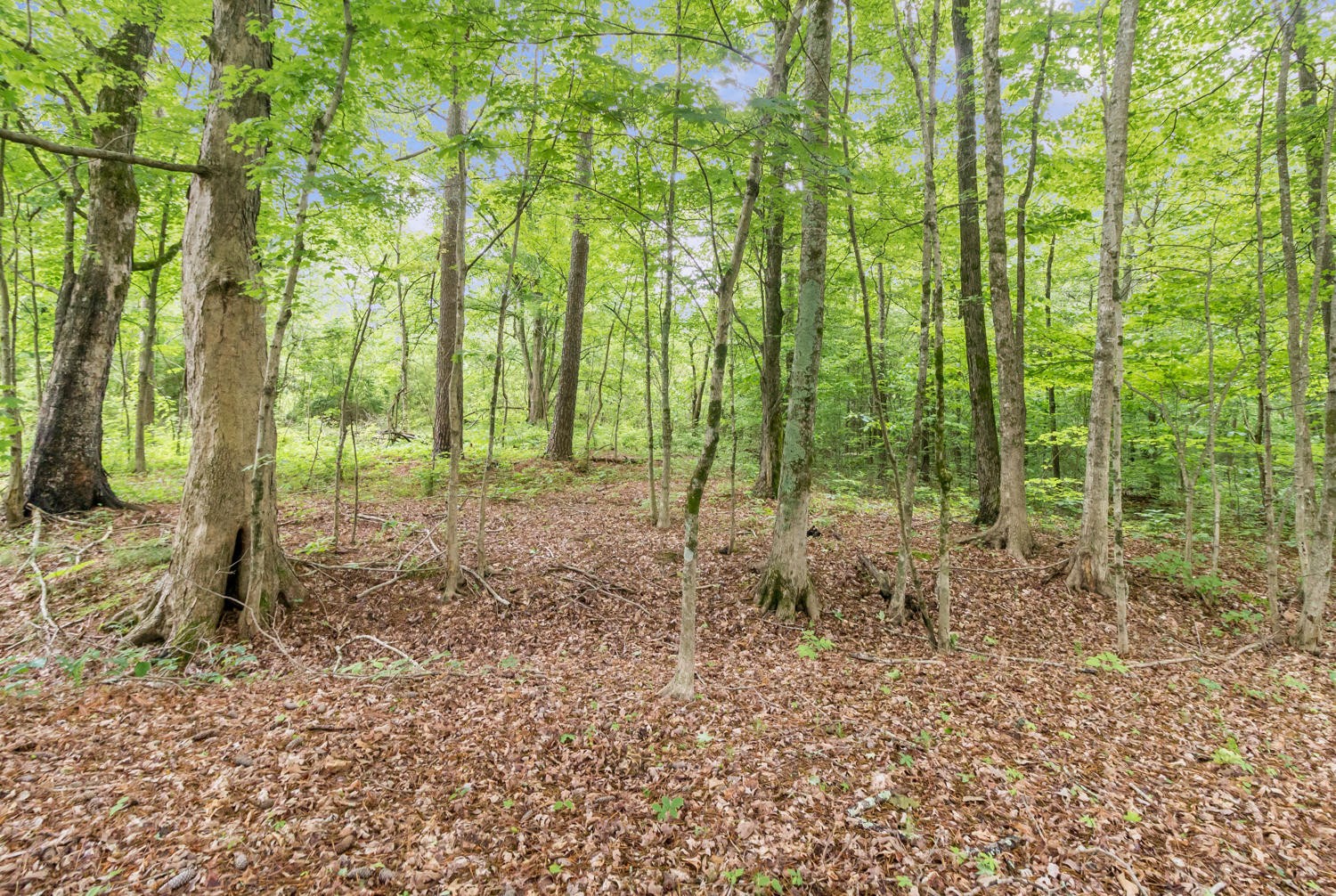 0 Howardsville Road Apison, TN 37302 - Photo 7 of 8 Gallery Image 7