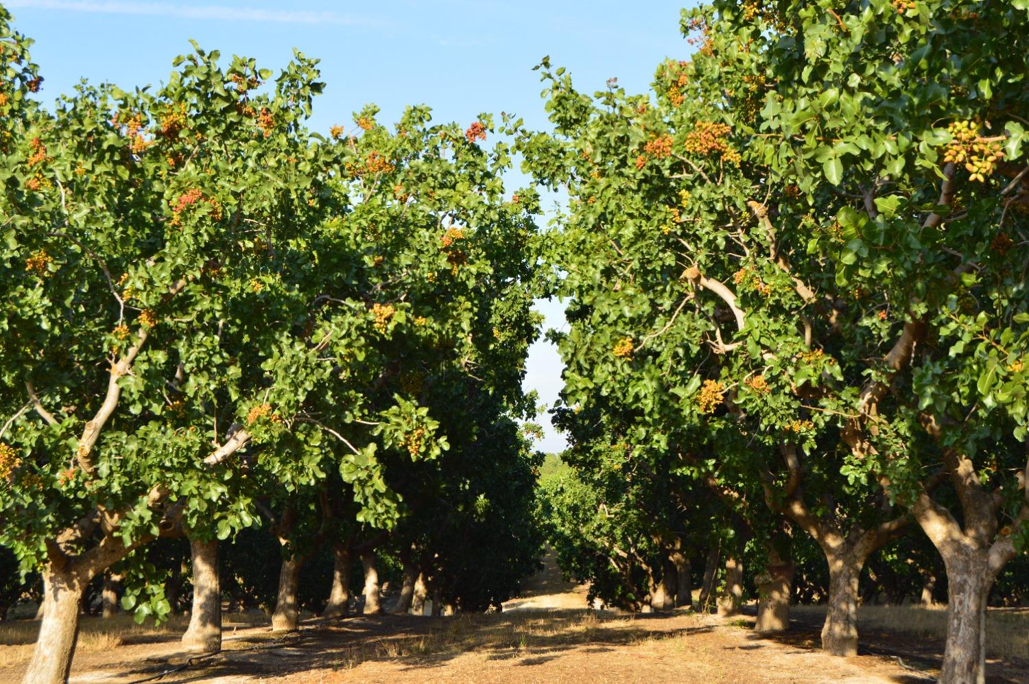a view of road with large trees