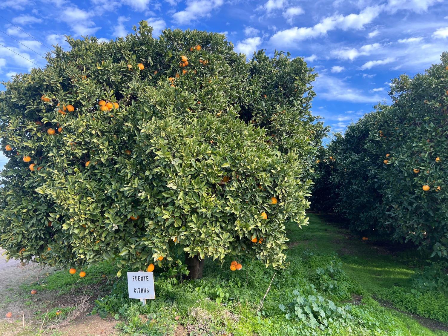 32717 Kimberlina Road Bakersfield, CA 93308 - Photo 18 of 19