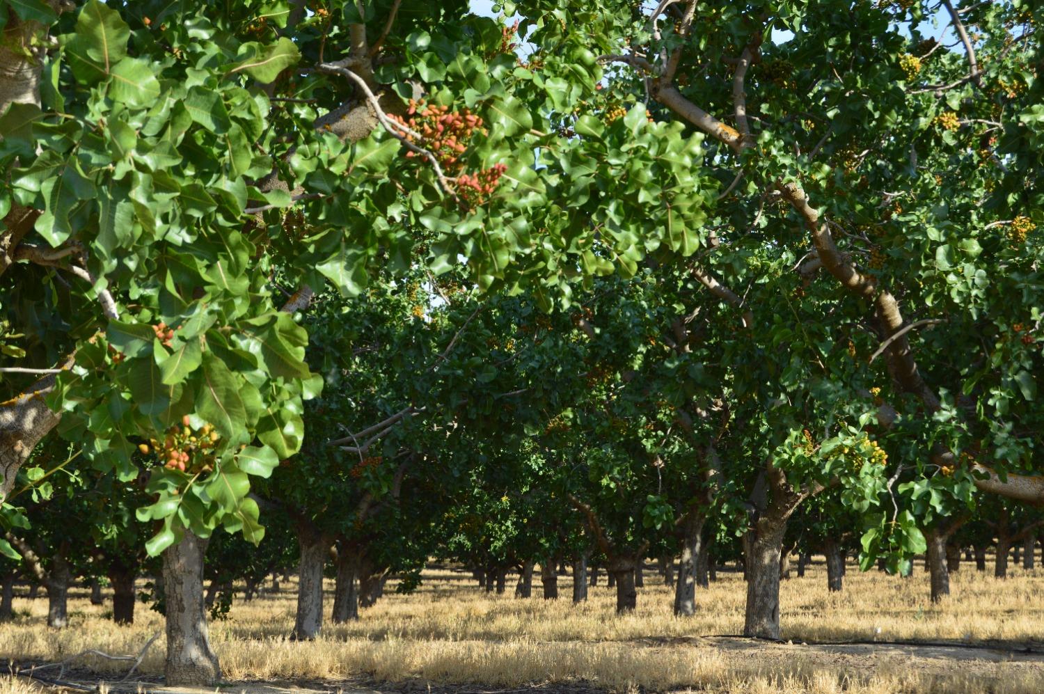 32717 Kimberlina Road Bakersfield, CA 93308 - Photo 2 of 19 a view of a yard