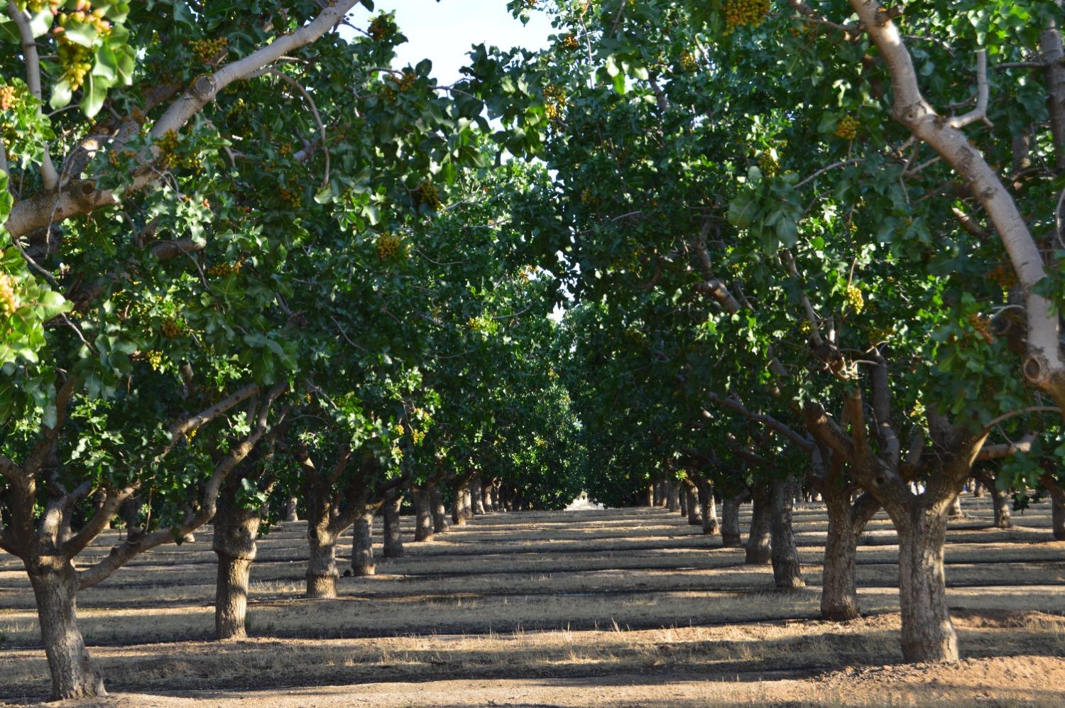 32717 Kimberlina Road Bakersfield, CA 93308 - Photo 6 of 19 a view of street along with trees