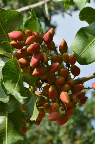a view of grapes plant