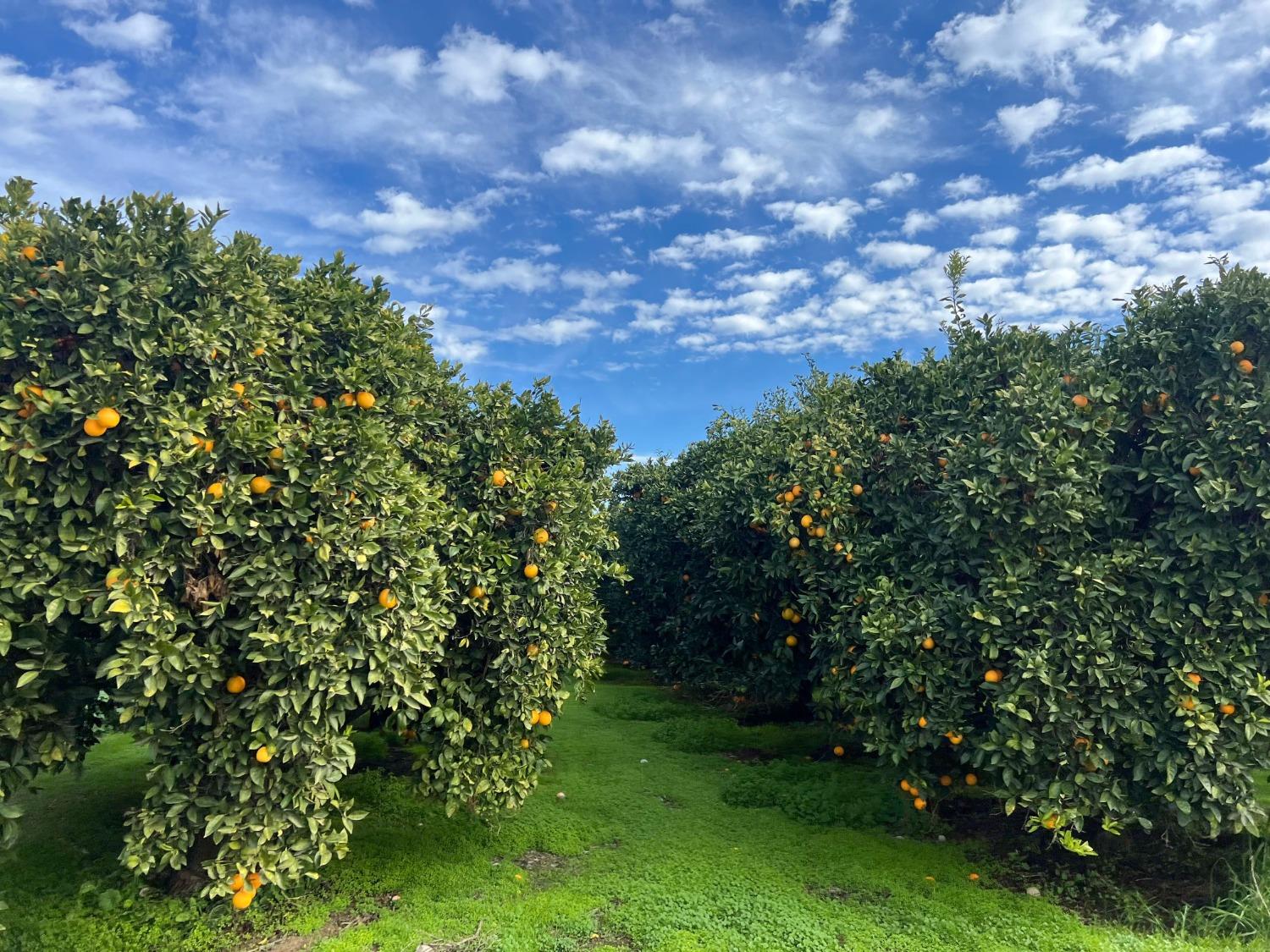 32717 Kimberlina Road Bakersfield, CA 93308 - Photo 10 of 19 a view of a large yard with lots of green space