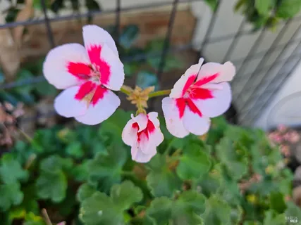 a view of a park with tree s