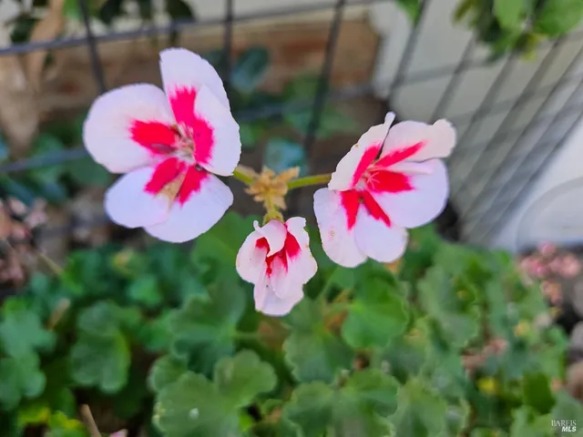 a view of a park with tree s