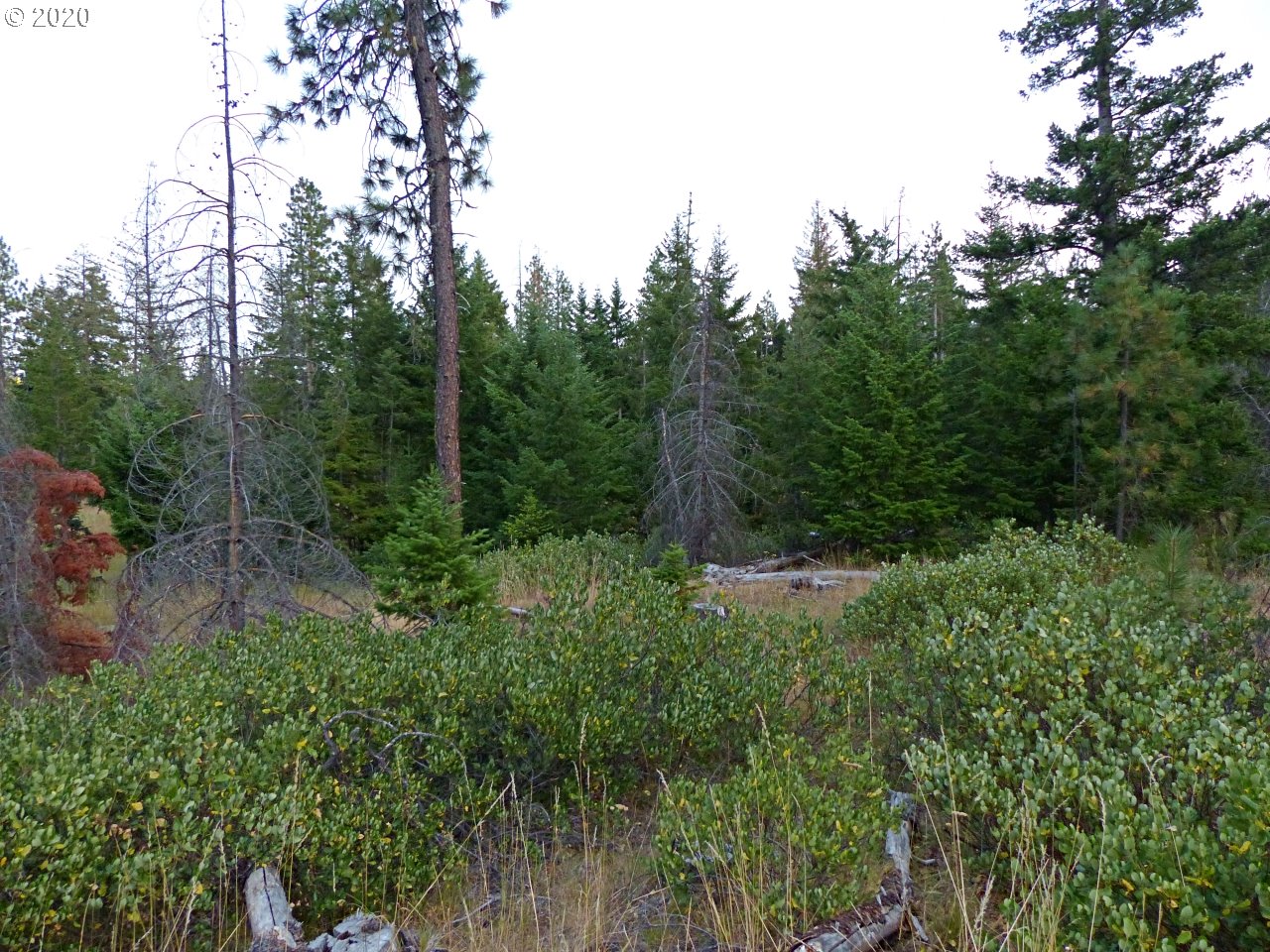 24 Lava Road Trout Lake, WA 98650 - Photo 8 of 18 Gallery Image 8