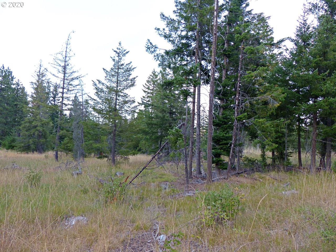 24 Lava Road Trout Lake, WA 98650 - Photo 10 of 18 Gallery Image 10