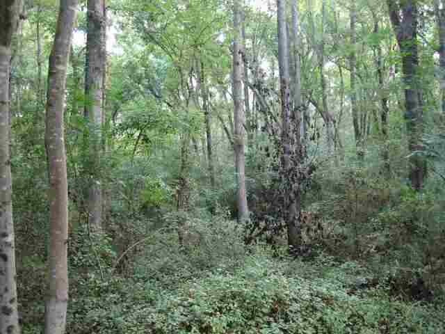 ? West Oakhill Road Belton, SC 29627 - Photo 3 of 8