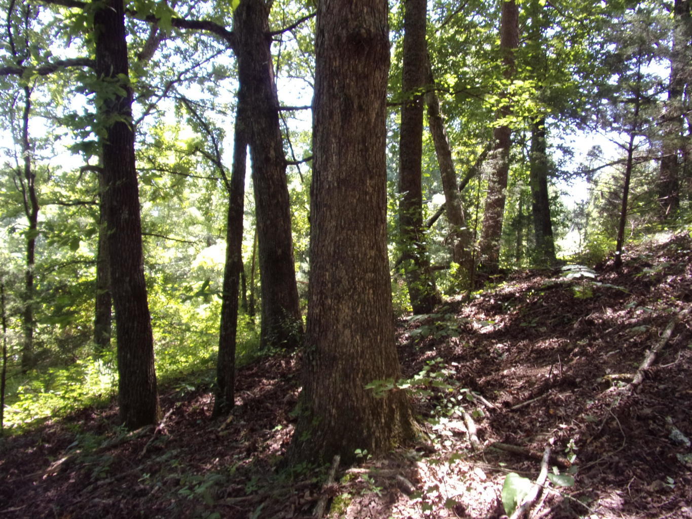 128 Bell Summers Road Pikeville, TN 37367 - Photo 19 of 36 20190830193036846726000000-o
