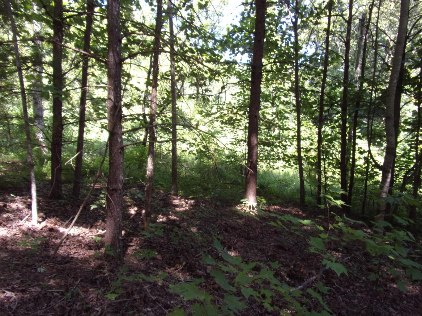 128 Bell Summers Road Pikeville, TN 37367 - Photo 20 of 36 20190830193041546136000000-o