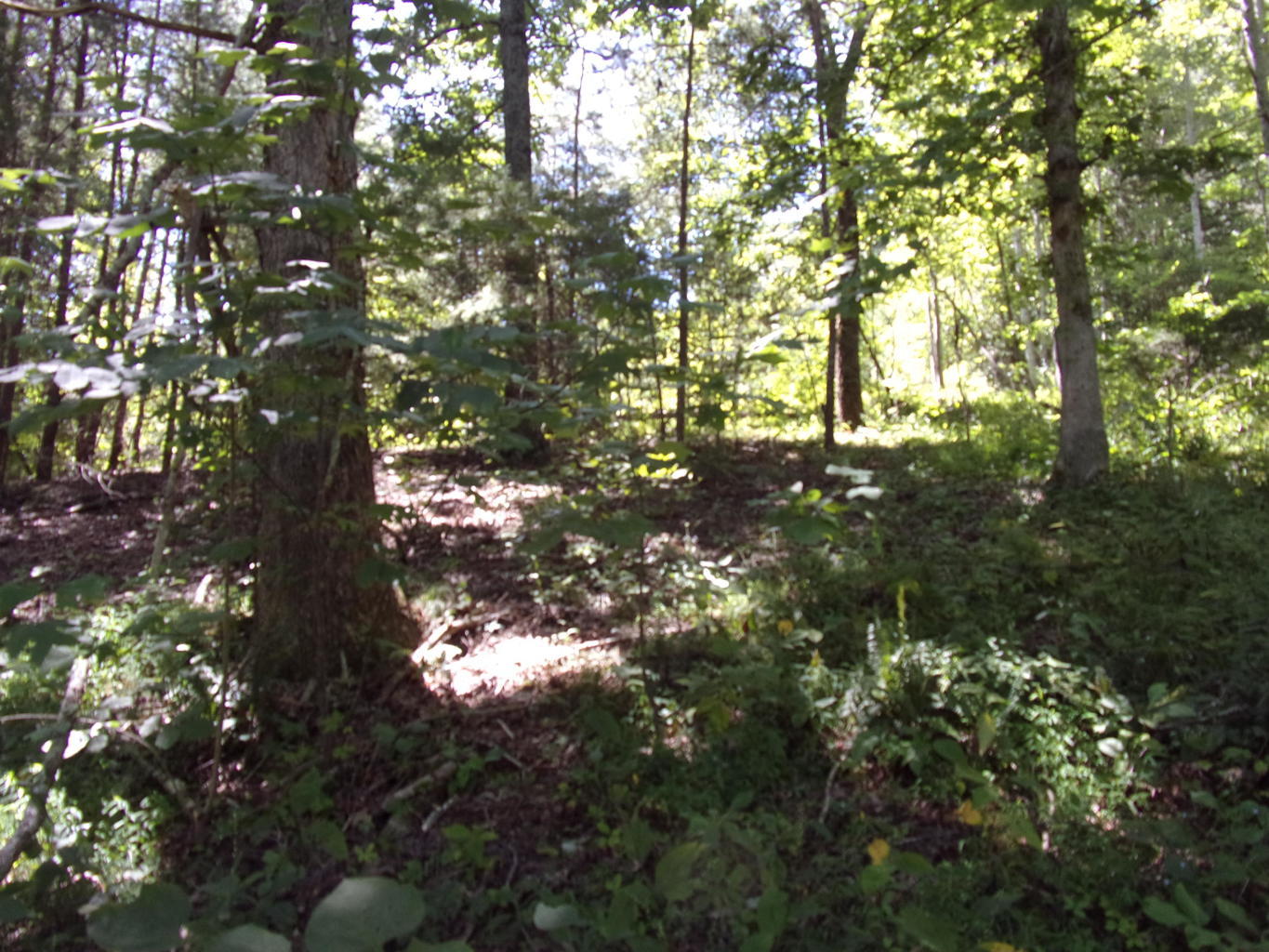 128 Bell Summers Road Pikeville, TN 37367 - Photo 22 of 36 20190830193048431330000000-o