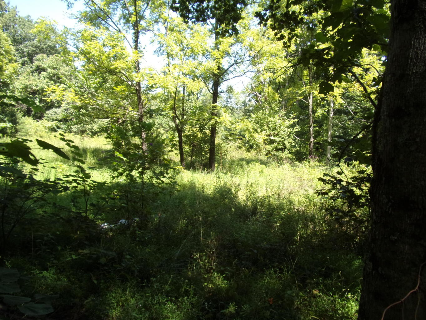 128 Bell Summers Road Pikeville, TN 37367 - Photo 23 of 36 20190830193051843562000000-o